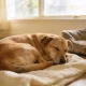 Calm tan and black rescue dog curled asleep on a cream blanket in a light Australian living room, a worn dog bed nearby