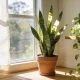 Bright Australian living room by a large window with a healthy snake plant in a terracotta pot and a trailing pothos on a timber shelf in soft natural morning light
