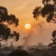 A hazy orange-gold sky over Australian gum trees and a low suburban skyline in bushfire season