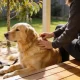 Person gently running fingers through a calm golden retriever's coat to check for ticks on a sunlit Australian back verandah